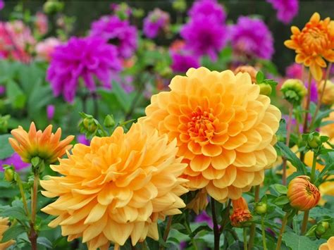 Dahlia Plant Care: How To Plant Dahlias In The Garden