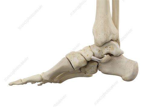 Human Foot Anatomy Illustration Stock Image F011 6470 Science Photo Library