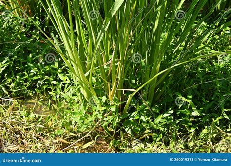 Zizania Latifolia Manchurian Wild Rice Harvesting Stock Image Image