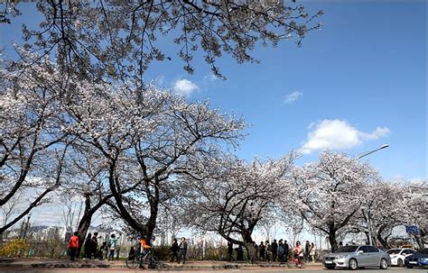 미세먼지 없는 파란 하늘과 벚꽃