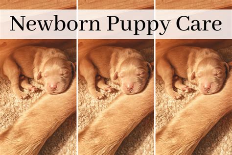 7 Newborn Puppy Care Tips Every Breeder Should Know Artofit