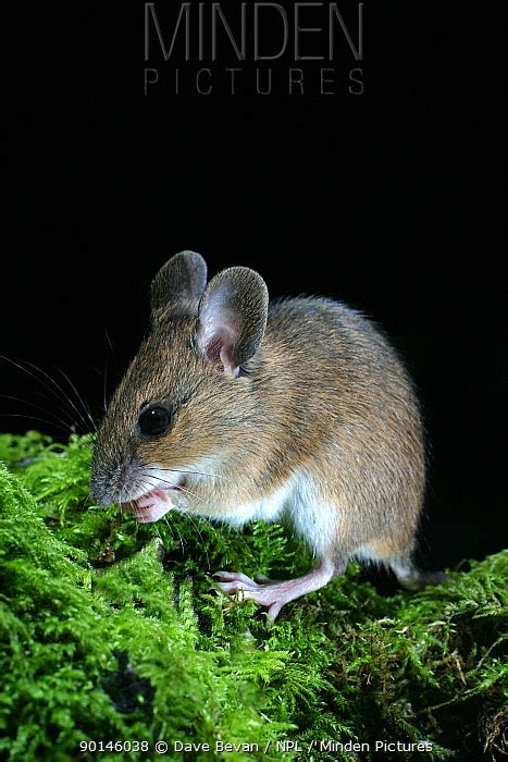 Wood Mouse Stock Photo Minden Pictures