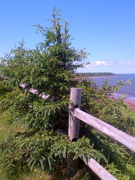 View At Caribou Provincial Park Nova Scotia June 27 2014 Verge