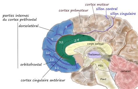 Cortex Pr Frontal Wikip Dia Learning Neuro Wikipedia