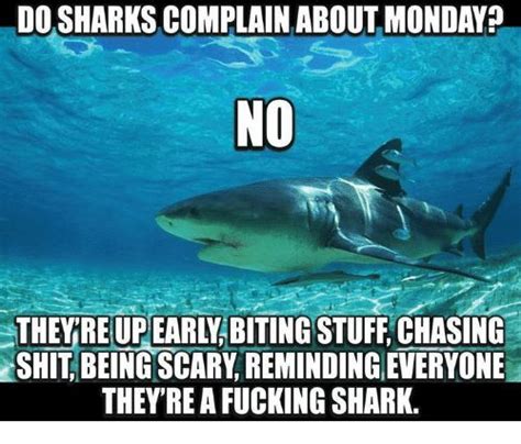 Image Result For Monday Shark Complain Meme Laugh Shark Week Funny