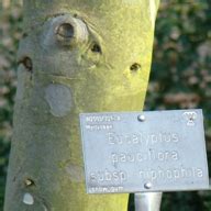 Ungdomsbark Sne Eukalyptus Wisley Garden Eucalyptus Pauciflora Ssp