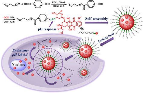 Frontiers Schiff Linked Pegylated Doxorubicin Prodrug Forming Ph