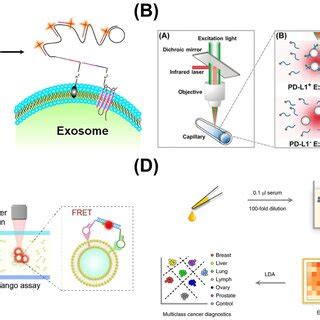 Aptamerbased SERS Detection Of EVs A Competitive Release Of SERS