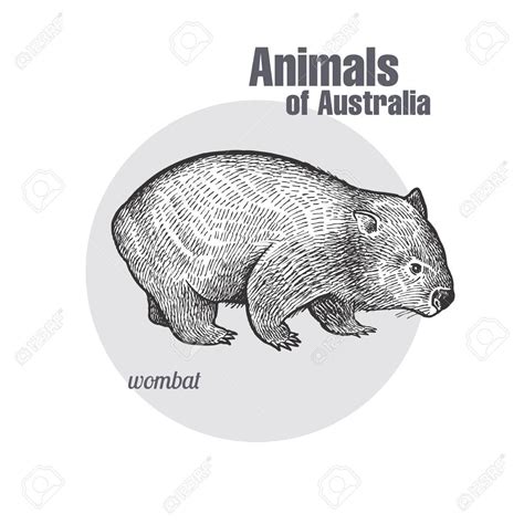 Wombat Hand Drawing Animals Of Australia Series Vintage Engraving