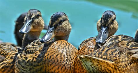 Wallpaper Female Three Duck Looking Watching Ducks Row Ducky