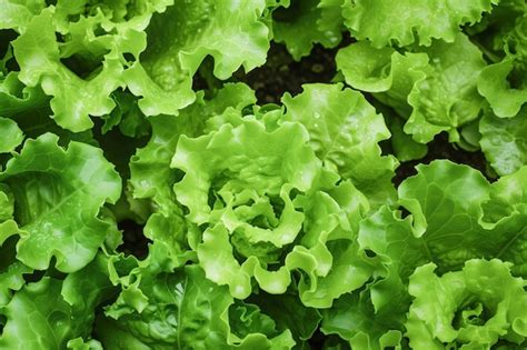 Premium Photo Fresh Green Lettuce Leaves