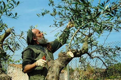 Poda De Olivo Consejos Para Mi Huerto