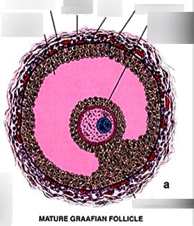 Lecture Label Graafian Follicle Diagram Quizlet