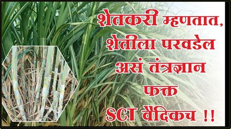 SCT वैदिक ऊस भरीव कांडे, जबरदस्त काळोखी उसाची एकसारखी वाढ शेतकरी करतात ...