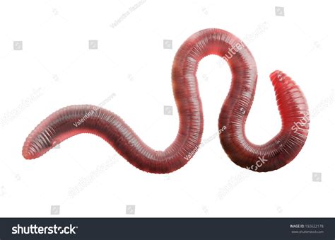 3020 Segmented Worms Stock Photos Images And Photography Shutterstock