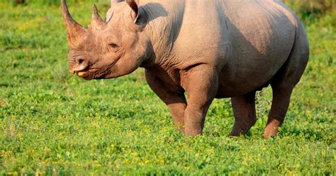 Caza De Rinocerontes Disminuye Pero La Especie Sigue En Peligro