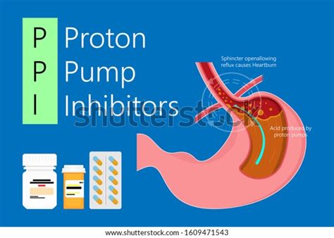 Proton pump inhibitors: 240 billeder, stock-fotos og -vektorer ...