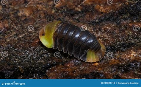 Isopod Cubaris Rubber Ducky On The Bark In The Deep Forest Stock