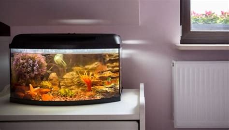 Best Fish Tanks For Beginners 2020 Get Aquarium Fish