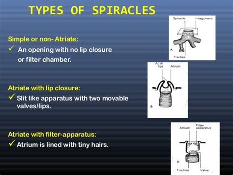 structure and function of insect respiratory system