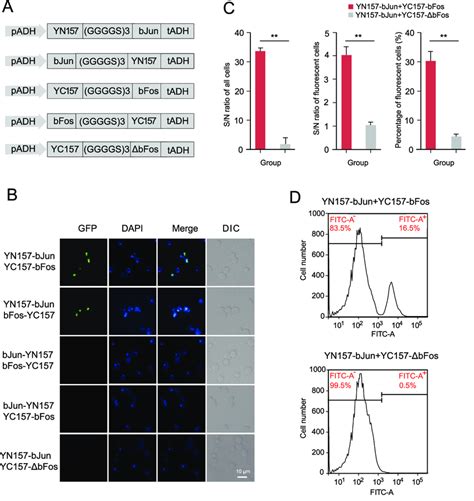 Development Of Yegfp Bifc A Diagram Of The Different Fusion Patterns Download Scientific