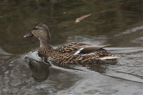 Anas platyrhynchos - The Mallard