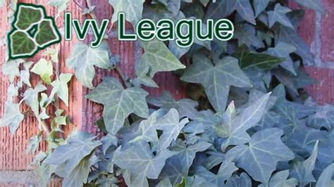 The Ivy League Colleges | Plexuss.com