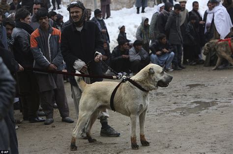 Afghan Fighting Dog Breed