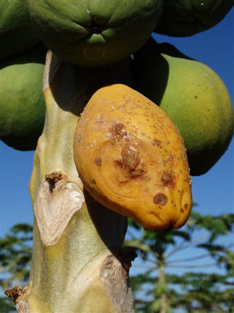 Papaya Carica Papaya Anthracnose Pathogen Colletotrich Flickr