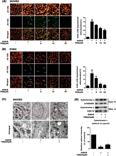 Tdb Protects Mitochondrial Membrane Integrity Ab Jc 1 Staining Was