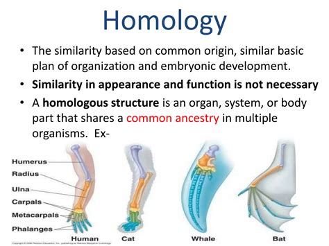 Scientists Debate The Evolution Of What Is Homologous Structure In Biology - RYZE Superfoods