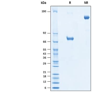 Recombinant Cynomolgus Monkey Nectin 2 CD112 Fc Protein CF 10485 N2