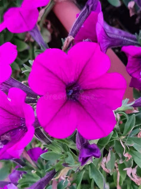 Close Up De Madagascar Periwinkle Ou Vinca Rosea Catharanthus Roseus