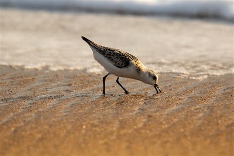 Sanderling Saw This Beautiful Juvenile Sanderling Feeding Flickr