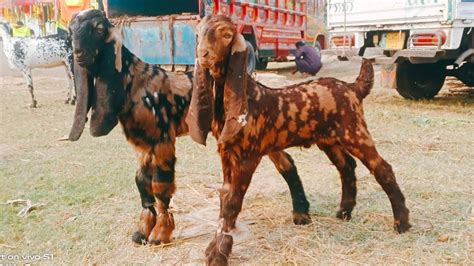 Bakra Mandi Sahiwal Betal Nagra Bareedar Cute Bachy Naveed Khan Goats