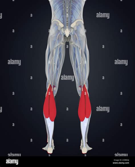 Anatomy Illustration Of Calf Muscles Human Anatomy Gastrocnemius D