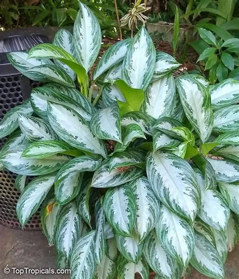 Aglaonema Sp Chinese Evergreen