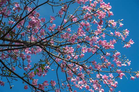 Handroanthus Heptaphyllus Rewild Brazil The Brazilian Plantfinder