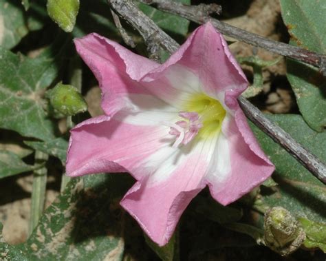 Convolvulus Arvensis Convolvulaceae Image At Phytoimages Siu Edu