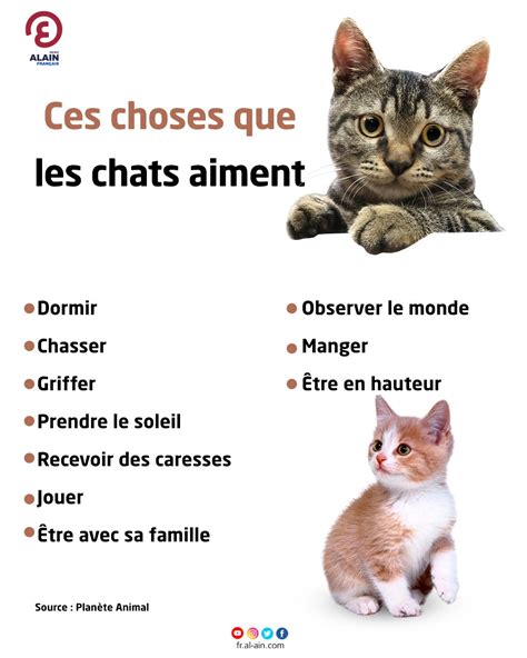 Des Choses Que Les Chats Aiment