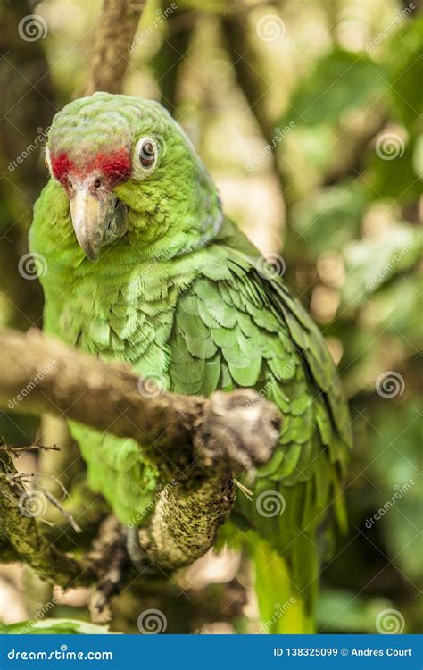 Green Parrot Sitting On A Tree Branch Stock Image Image Of Love