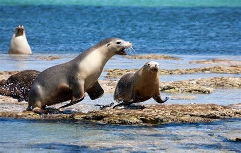 Sea lion pups remember mum's voice - Australian Geographic