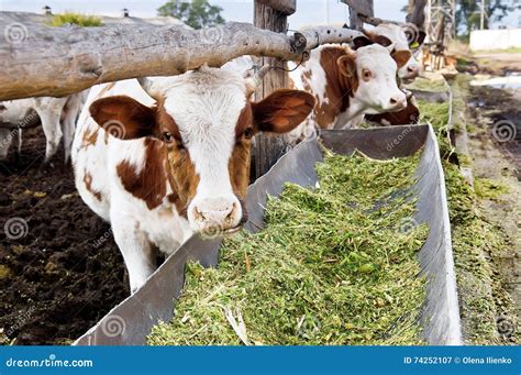 The Dairy Cows Eat Silage In A Farm Stock Image Image Of Industrial