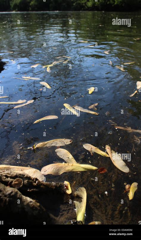 Silver Maple Seeds Floating Down Little Miami River Ohio Stock Photo