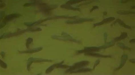 Peces Garra Rufa Podólogos Naturales