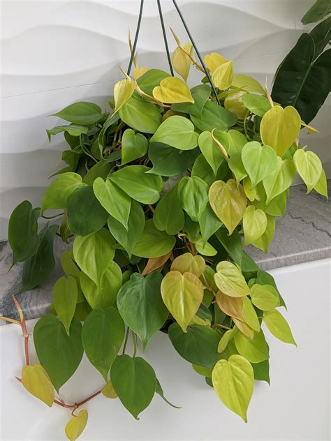 My Lemon Lime Philodendron Relaxing On Sunday Rhouseplants