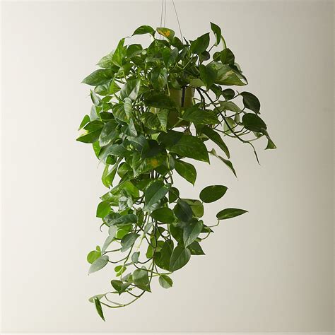 Pothos Plant | Hanging plants, Pothos plant, Plant aesthetic