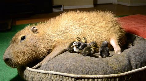 Capybara With A Side Of Chicks And Ducks Video In Comments Capybara