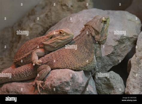 Dragon Climbers Hi Res Stock Photography And Images Alamy