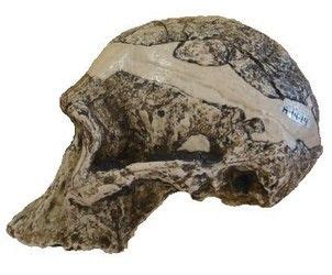 One Of The Most Famous Examples Of Australopithecus Africanus Known As